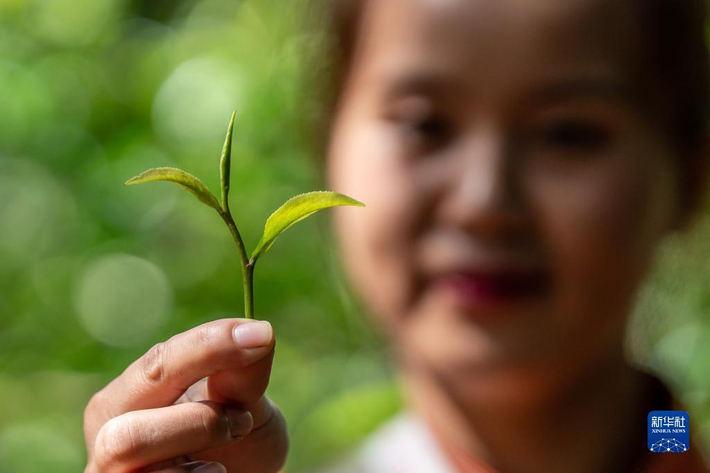白菜送彩金